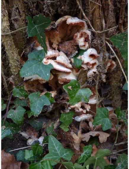 Mature bracket-shaped fruit bodies on oak in the New Forest, UK.